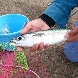 大サバ祭り開催!